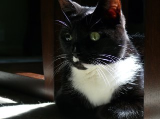EsaTheCat's profile picture. 