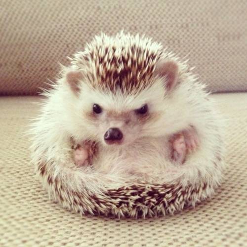 yorico's profile picture. 