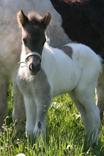 morskade's profile picture. Gift, Landmandskone
Mor til 3 unger på 10, 12 og 14