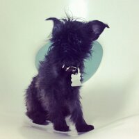 RAMÓN (@ramonelperro) 's Twitter Profile