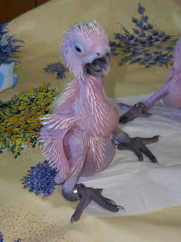 1,2,3, YA NO ME VES SOY EL GATO SIAMES, ES UNA CACATUA.