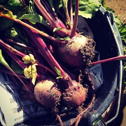plottingup's profile picture. Enthusiastic Amateur Allotment Gardener