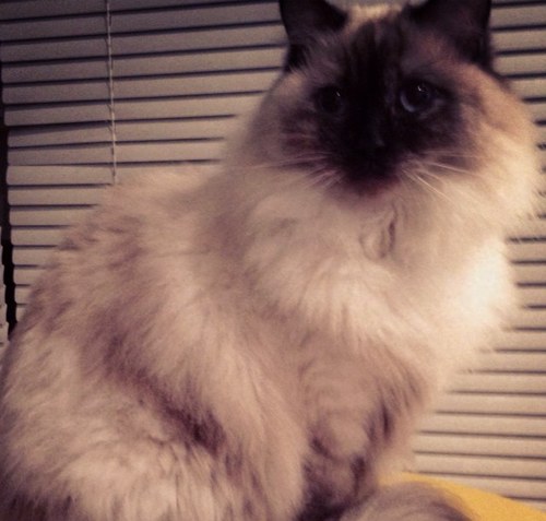 inxinnerator's profile picture. coincidences require planning.