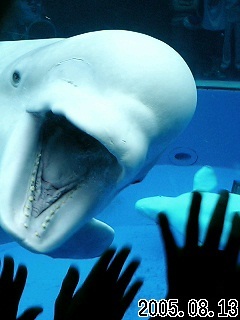 aco_kico's profile picture. 1979年生まれ。日々のいろいろをつぶやいてますѼ2012/10/12に男の子出産•*¨*•.¸¸♪✧