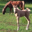 Lynne Parker Cline - @Clinesl - Twitter