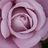 hanen1441's profile image