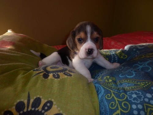 _charlie_gon's profile picture. 