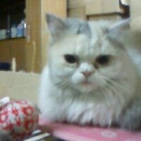 倍返し・夜明日出男 (@outemachi) 's Twitter Profile Photo