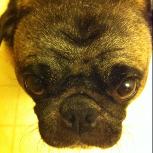 foam_diggity's profile picture. Bonk bonk!