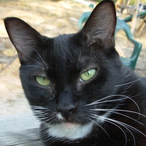 Meow! Im a tuxedo cat! Im 3. I luv people. I am ALWAYS purring! I also have a cookie named after me. The most important person in my life is my human @AmyM0813