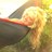 heatherwright00's profile image