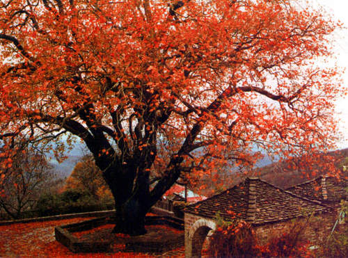 Platanum's profile picture. Δικηγόρος - Attorney at Law