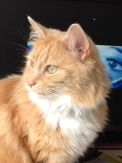 Hi, I'm Fudge, georgous, fluffy, daft as a brush & SOOO loveable. Slightly put out with @BramblePBC & @RosiePBC, but all that's on our blog! Need loads of TLC X