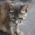 ねこキック (@soredayo) Twitter profile photo ねこキック (@soredayo) Twitter profile photo