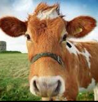 Guernsey Cow