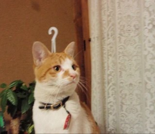 lcanobe's profile picture. 