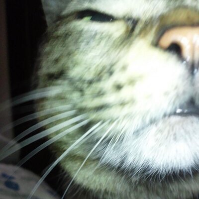 J 猫絵馬 つながりでさらにもう一枚 日光東照宮 の 眠り猫 妹がお土産にくれたのだが どうして良いのかがわからずに何となく引き出しにしまっている Nikkotoshogu S T Co Sqewwkqkrm