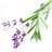 lavender12273's profile image
