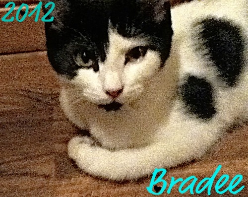 Please Follow Me :)