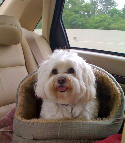 Hi--I'm Jazz--first dog Mayor of ATL. Shore Dreams Vacation Rentals has properties that welcome your furry kids: #Petfriendly Travel for Pet-WELCOMING Memories™