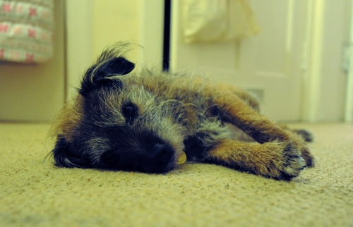 TiaVelvetMoon's profile picture. I am a chicken loving, mouse catching, squirrel chasing border terrier and despite my size am always top dog.