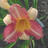 Carpe Daylily
