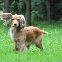 Anna Davidson (@yakyakdesigns) 's Twitter Profile