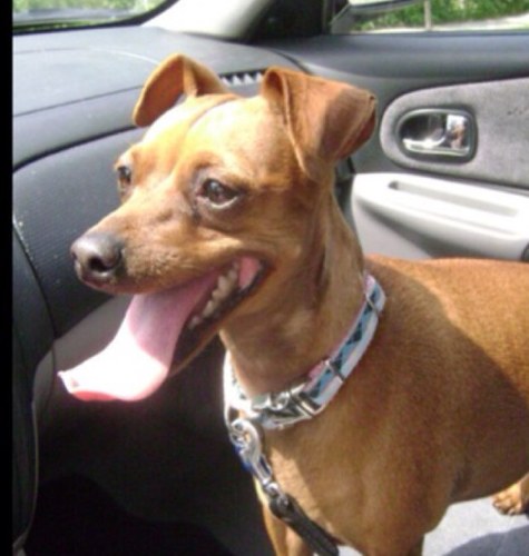 Minpinlucky7's profile picture. Ruby👼🏼, Xena, Benny, 🇨🇦
🍁RUSH🍁Fuck Cancer!🎗