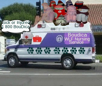 Boudica_Is_Best's profile picture. Mom found me half dead at side of the road. I not anymore :D @Tarmac_Rules and @Lydia_Is_Boss sisfur :)) Proud #wlfnursing corps cadet !