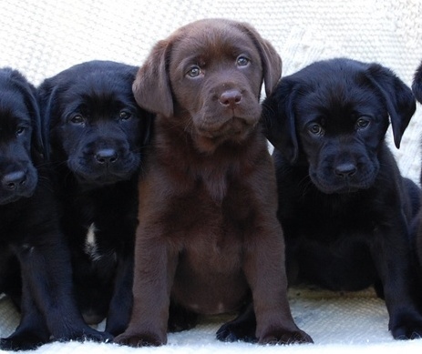 Apóio , movimentos de #Proteção e #Defesa aos animais em  todas as espécies  ***