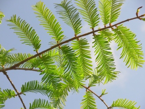 Jake_My_Boy's profile picture. American - Rock Solid Conservative