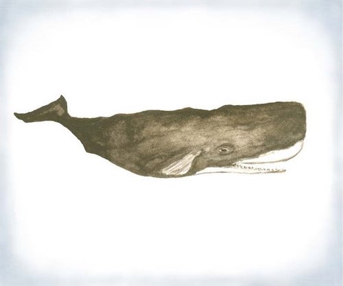 ZachReynolds00's profile picture. I roil in toast butts and was allergic to cats.