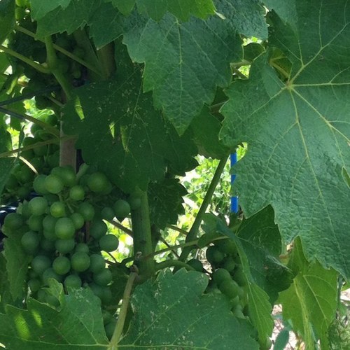 Sommelier2B's profile picture. mom to two amazing daughters; wine fanatic; fundraiser, animal welfarist