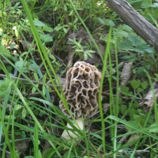 tiptoad's profile picture. 