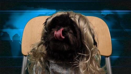 Check out http://t.co/spCCwbel8P where our pets wear wigs and bring you the best in pet news and animal entertainment.