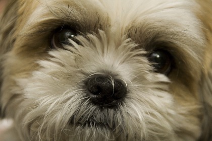 こんにちは。 DOG好きの、ムムサキです。
DOGは、人懐っこくて可愛いですよね。
とても癒されます。
兵庫県尼崎市在住。
よろしくお願いします。