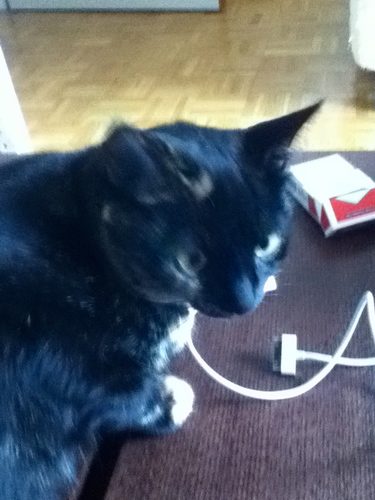 JeSuisUnChat_'s profile picture. Ouais Je suis un Chat #Directioner et j'assume à 100% Miiaou. bref j''mappelle Alex.