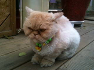 angelyounsoo's profile picture. 