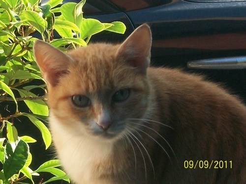 miao