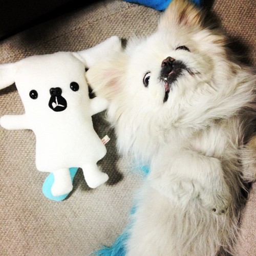 ()•ㅊ•() Mmm..I'm the Spudgy. Touch my tummy!!!
