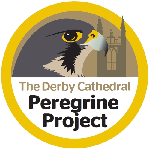 Peregrine Falcons first nested on Derby's Cathedral in 2006. Millions have watched or listened to our webcams. Now we're tweeting live from the tower . . .