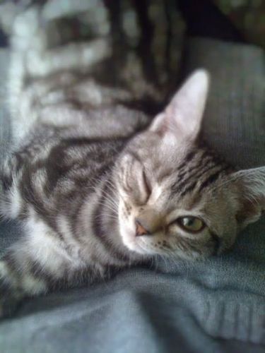 skywebT7's profile picture. 知らないといけないことがたくさんあって、少しずつ勉強中です((φo(´･ω･｀*)
好きなもの
旅行　コーヒー　ケーキ　漫画　アニメ　ネットサーフィン　PCいじり　クラシック音楽　癒し系音楽　アートが好きです