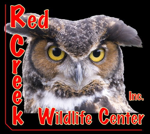 Red Creek Wildlife