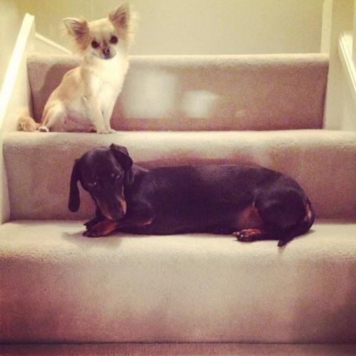 We're Phoebe & Pip, we live with Michelle Keegan & Mark Wright.