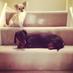 Phoebe & Pip (@michkeegansdogs) Twitter profile photo