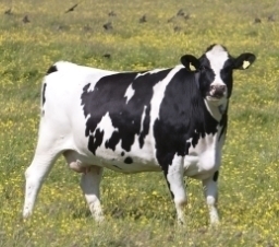 Local dairy producer - your first choice for fresh milk in Shetland