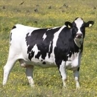 ShetlandFarmDairies (@shetlandmilk) 's Twitter Profile Photo
