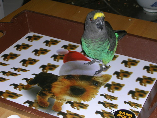 poet