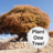 Plant_1_Tree