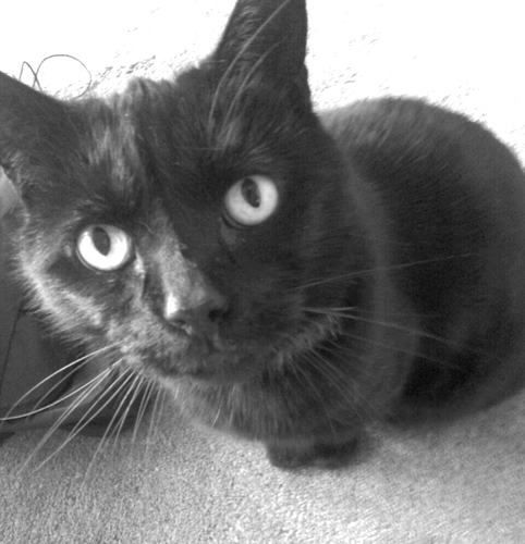 ElvisDudeCat's profile picture. Photography, gym, books, films, travel. All tweets represent my personal opinion but easily persuaded by wine & chocolate